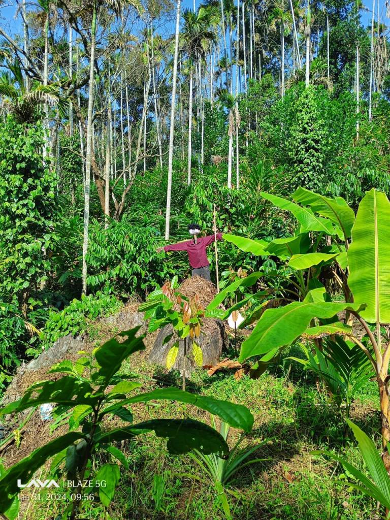 The scarecrow before its tragic end.